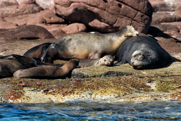 Sea lion male with female harem seals relaxing