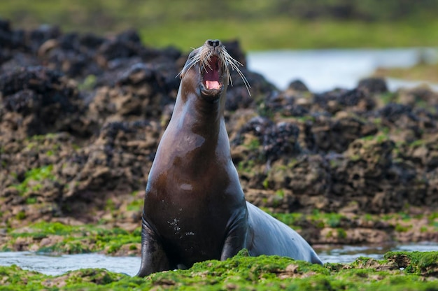 Sea Lion in Peninsula valdes, Unesco World Heritage Site , Patagonia Argentina.