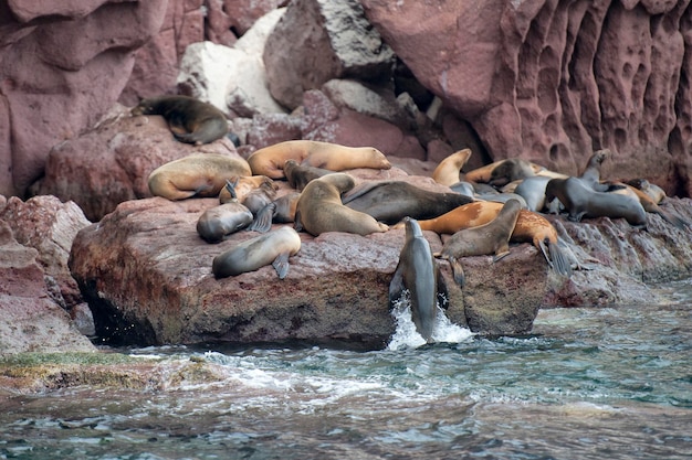 sea lion seals while relaxing on rocks