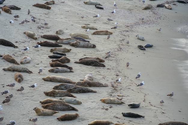 Sea lions on a beach with seagulls