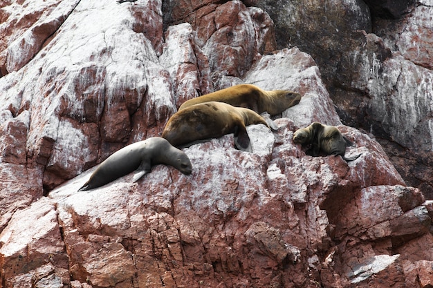 Sea lions fighting for a rock in the peruvian coast at Ballestas islands Peru