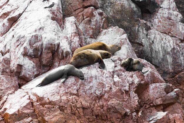 Sea lions fighting for a rock in the peruvian coast at Ballestas islands Peru