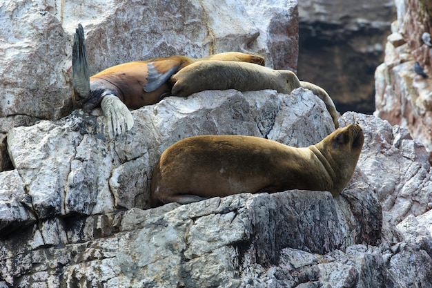 Sea lions fighting for a rock in the peruvian coast at Ballestas islands Peru