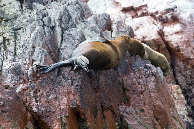 Sea lions fighting for a rock in the peruvian coast at Ballestas islands Peru