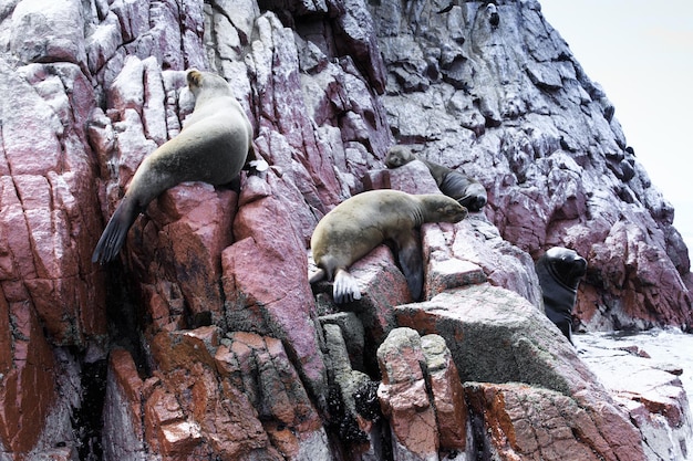 Sea lions fighting for a rock in the peruvian coast at Ballestas islands Peru