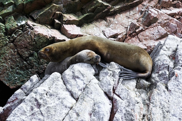 Sea lions fighting for a rock in the peruvian coast at Ballestas islands Peru