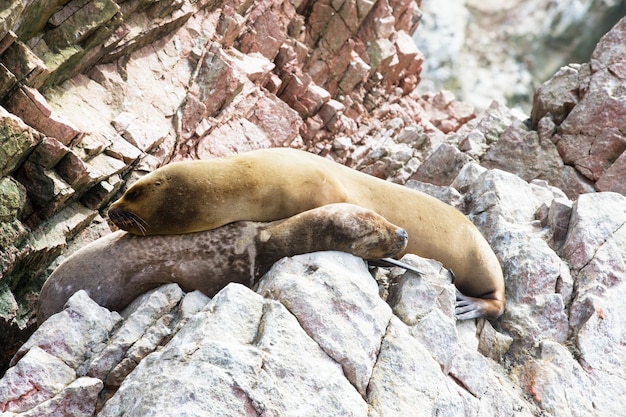 Sea lions fighting for a rock in the peruvian coast at Ballestas islands Peru