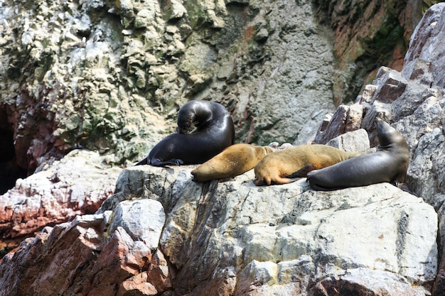 Sea lions fighting for a rock in the peruvian coast at Ballestas islands Peru