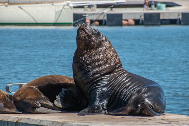 Sea lions in Maldonado' harbor