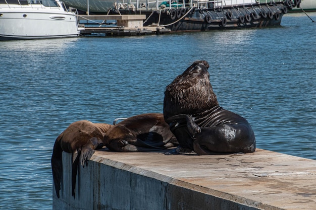 Sea lions in Maldonado' harbor