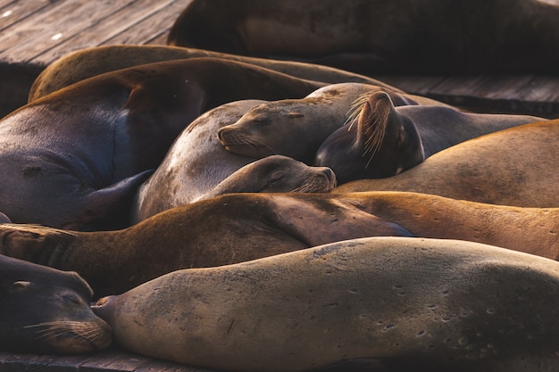 Sea lions in Pier 39, San Francisco, state of California