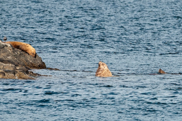 Sea lions resting on a rock near Whittier, Alaska