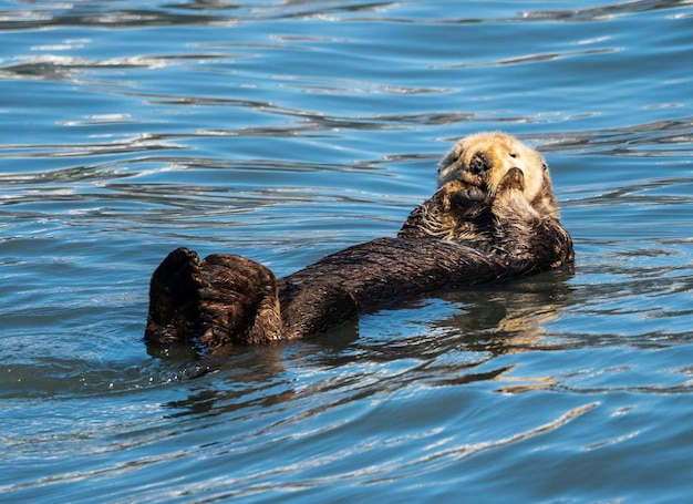 Sea Otter floating in Resurrection Bay near Seward