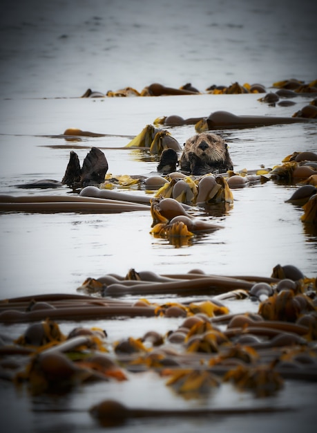 Sea otter in Vancouver Island Canada