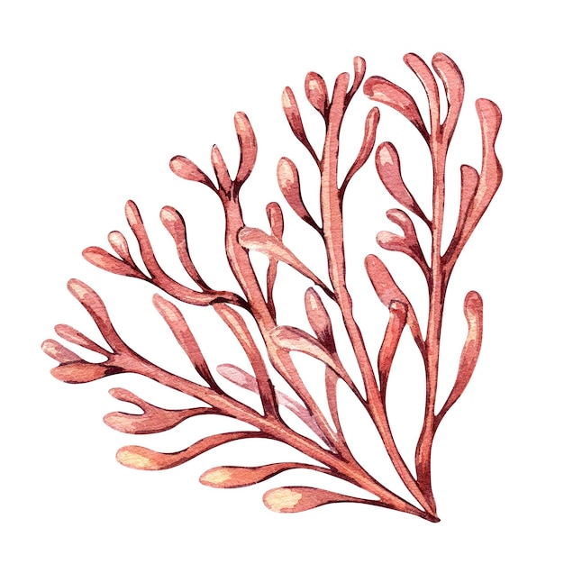 Sea plant watercolor illustration isolated on white background