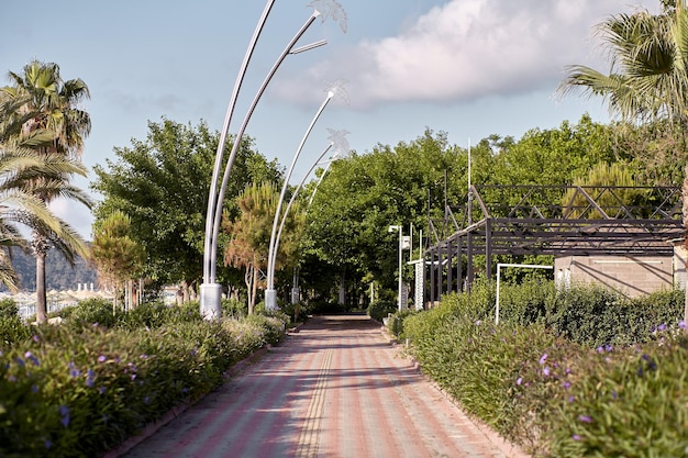 Sea promenade in bright sunny weather with palm trees and Street lights High quality photo