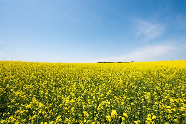 The sea of Rape blossoms