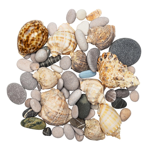 Sea rocks and seashells isolated on a white background.