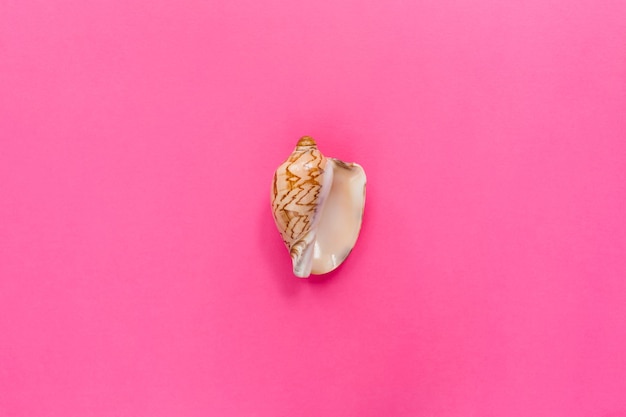 Sea shell as a symbol of women health cared on pastel pink background. Symbol of female private parts genitals vulva vagina. Flat lay, top view, copy space.