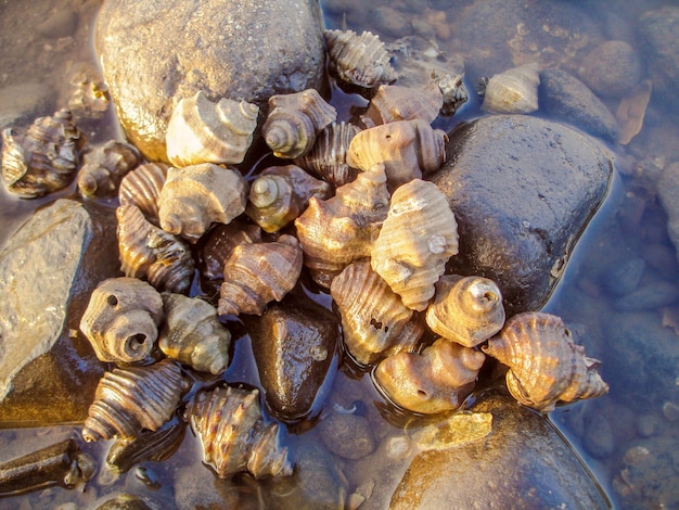 sea shell group rest in ocean