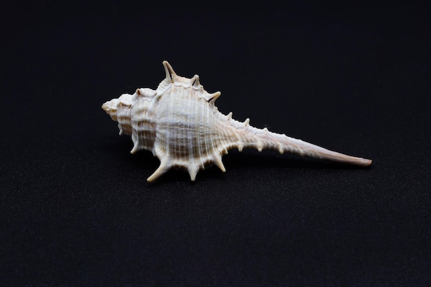 sea shell isolated on black background. Decorative sea shell background.