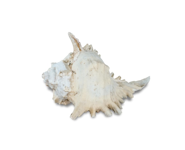 Sea shell isolated on white background include clipping path