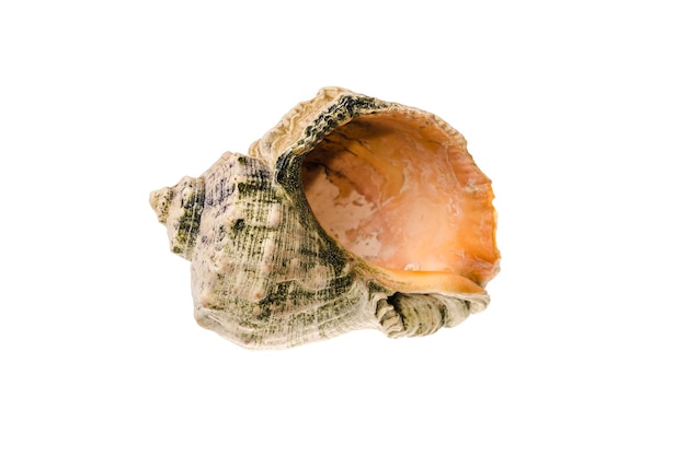 Sea shell photo