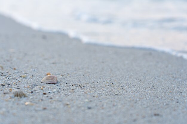 Photo sea shell on the sand