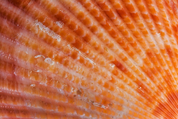 sea shell or shell fish close up