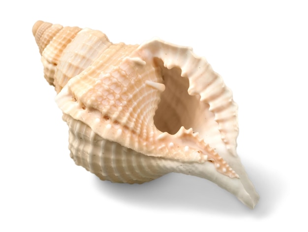 Sea shell on white background