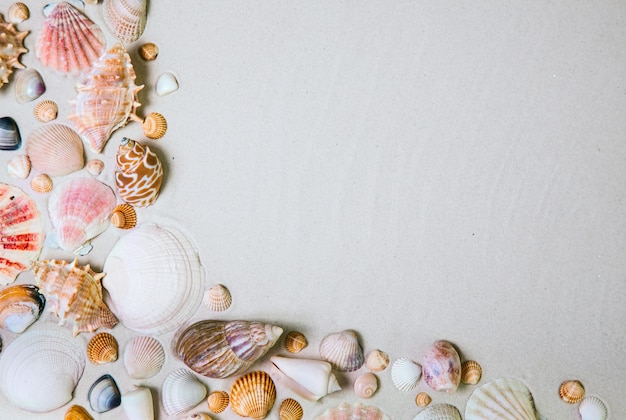 Sea shell on the white sand. Beach summer background