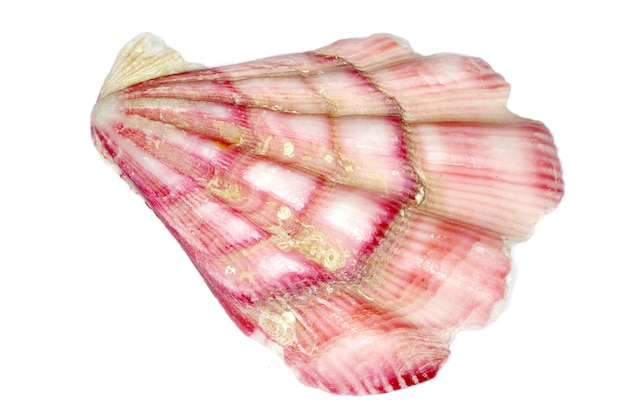 Sea shell