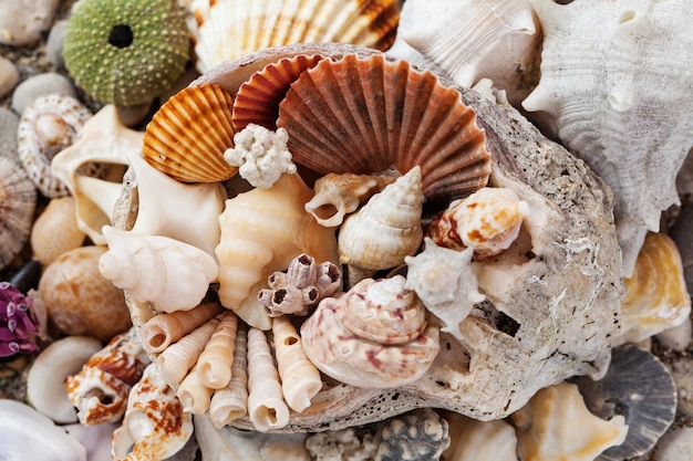 Sea shells background assorted colorful shells deco