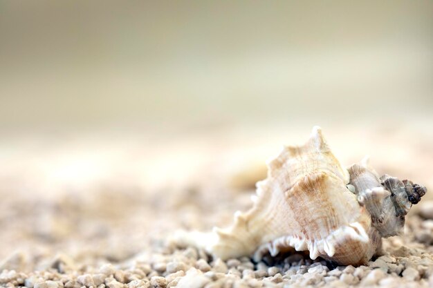 Sea shells at the beach soft focus blurred background for copy space summer nature concept tropical