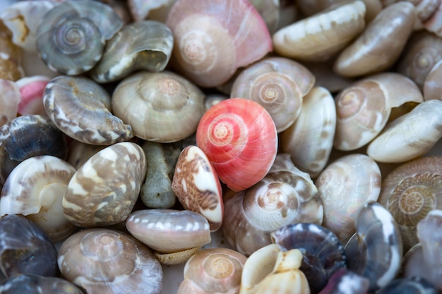 Sea shells collected on the coast of Thailand