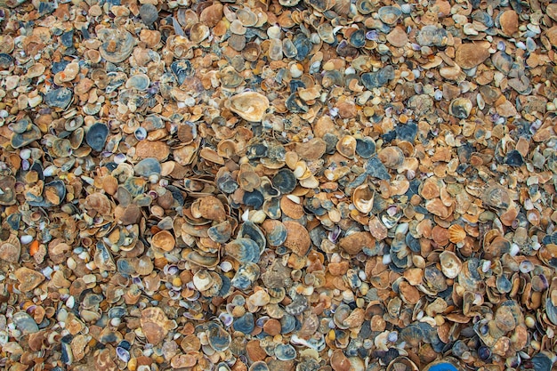 Sea shells on sand. Summer beach background. Top view