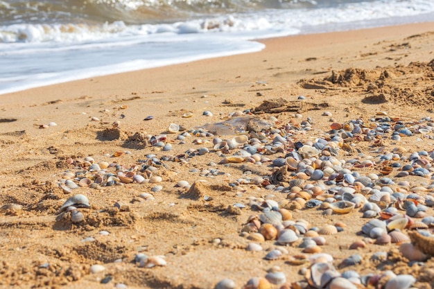 Sea shells on sand Summer beach background Top view