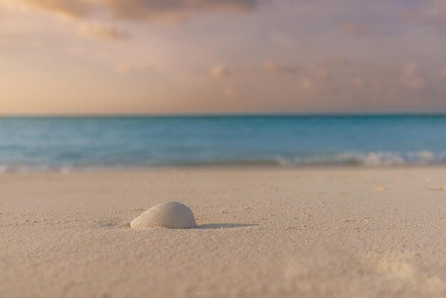 Sea shells on sandy beach shore Sea waves on the golden sand at beach sunset light horizon seasca