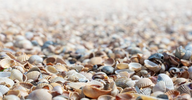 Sea Shells Seashells from tropical beach as background Selective focus