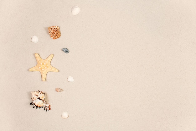 Sea shells and a star on the sand of a summer beach as a background Copyspace