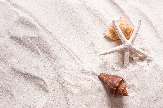 sea shells with sand as background and copyspace, summer concept.