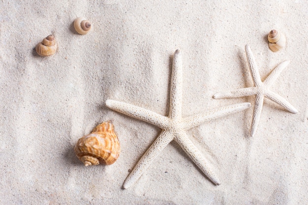 sea shells with sand as background and copyspace, summer concept.