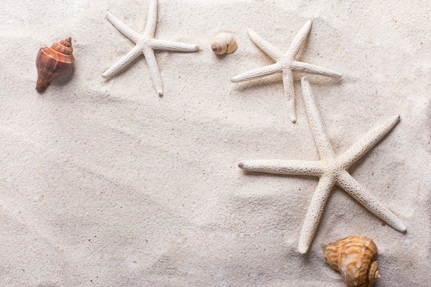 sea shells with sand as background and copyspace, summer concept.