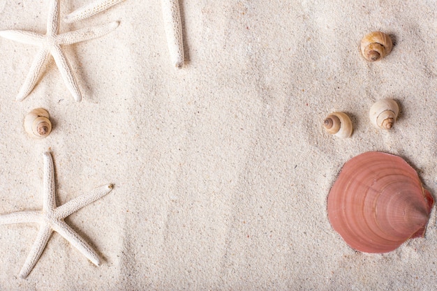 sea shells with sand as background and copyspace, summer concept.