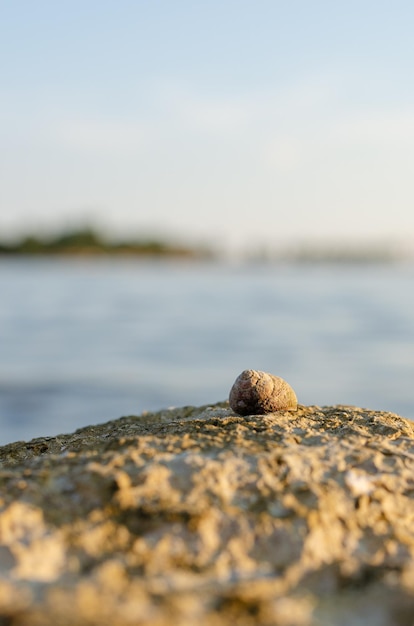 Sea snail on the rock