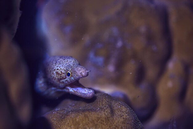 Photo sea snake underwater / reptile underwater scene, dangerous poison asp