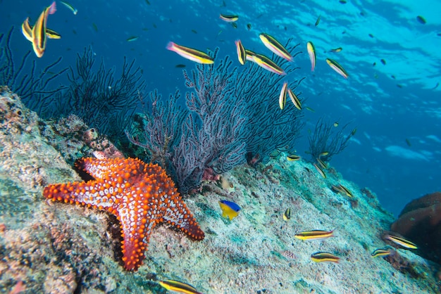 sea stars in a reef colorful underwater landscape background