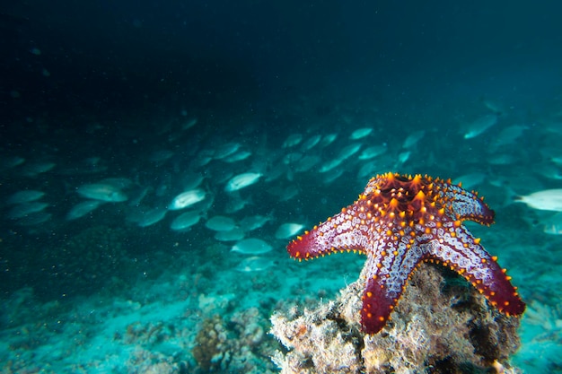 sea stars in a reef colorful underwater landscape background