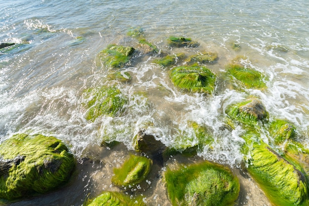 Sea tidal bore. Waves break on stones overgrown by moss and algae. Beautiful seascape.