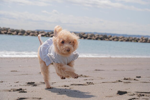 Sea and toy poodle